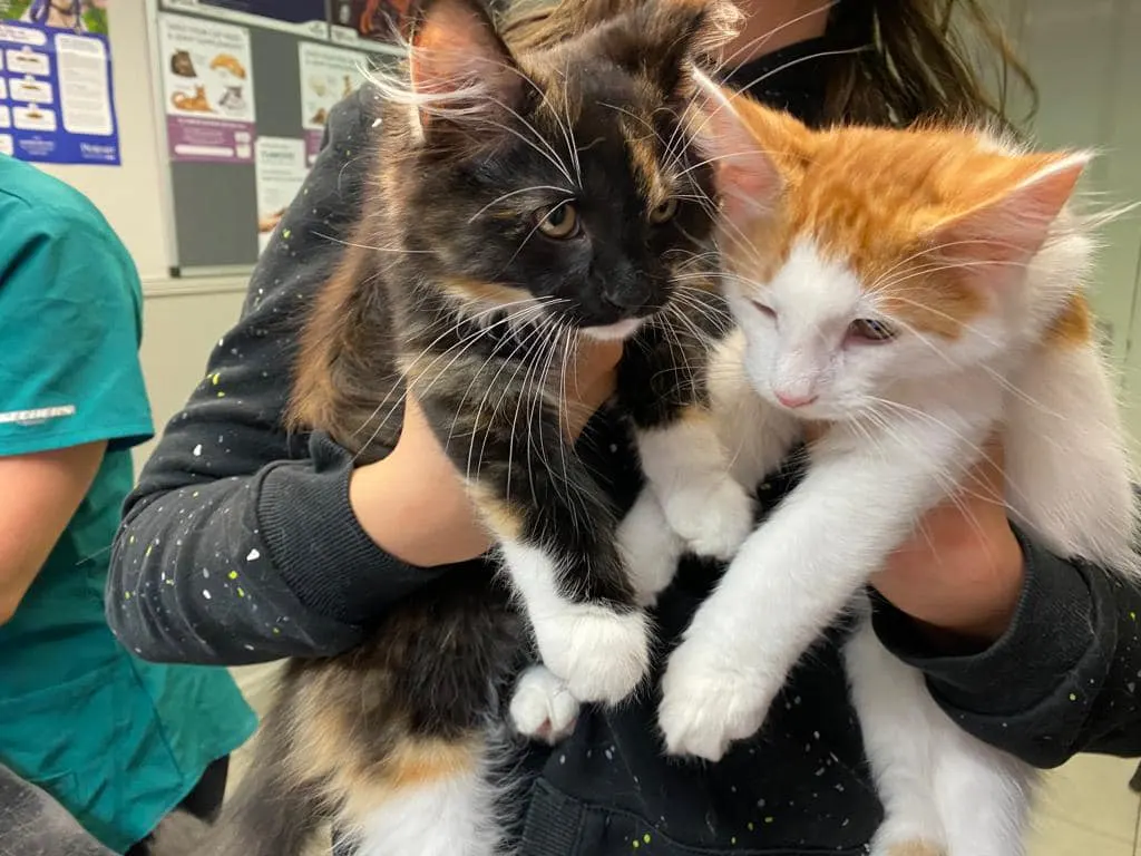 Two cats held by a Wagtails team member