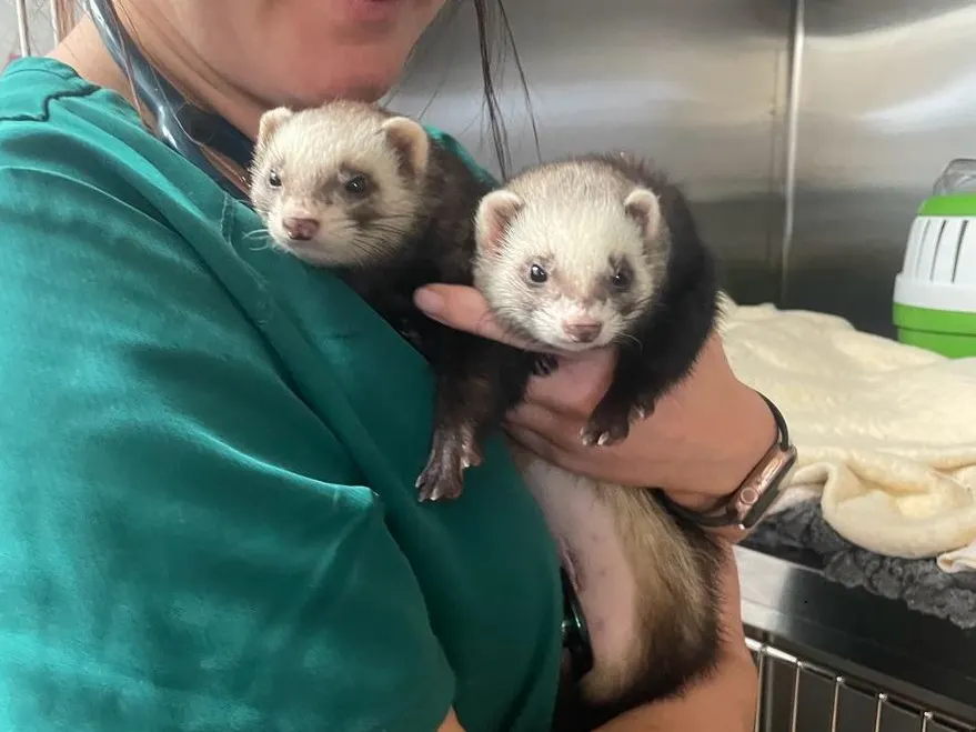 Two ferrets held by a Wagtails vet