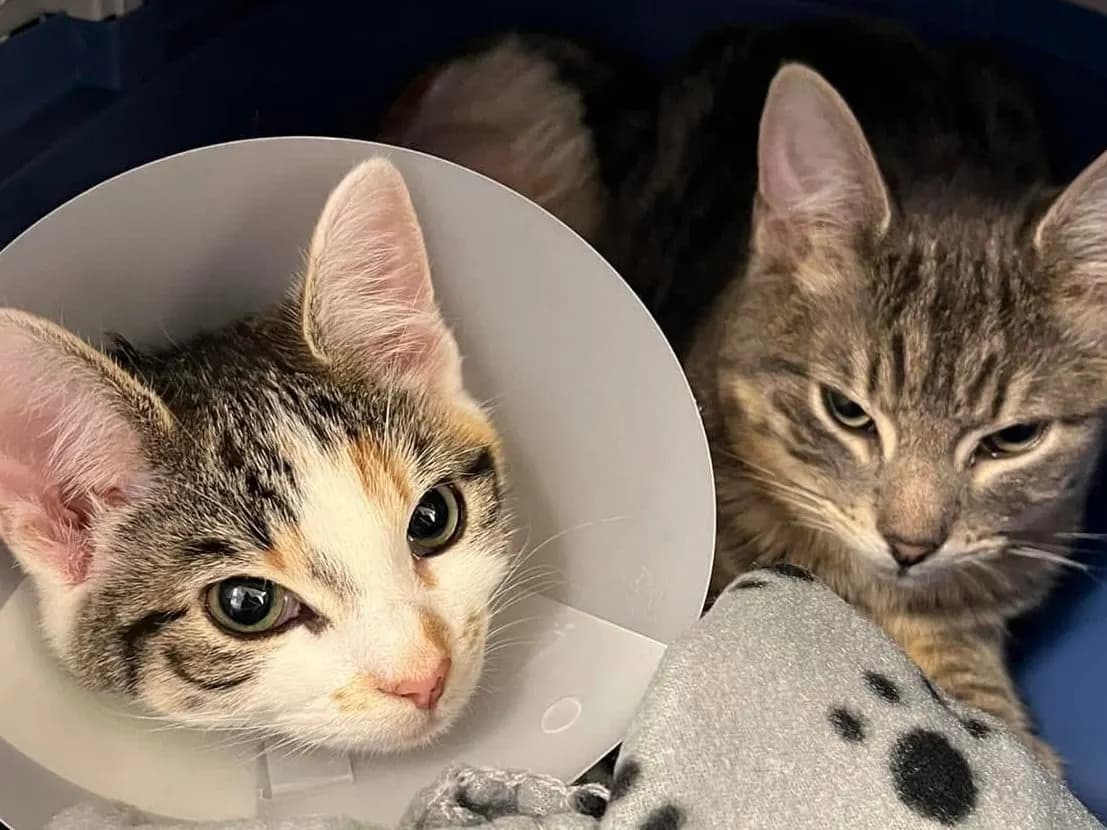 Two kittens in a carrier at Wagtails, one wearing a recovery cone