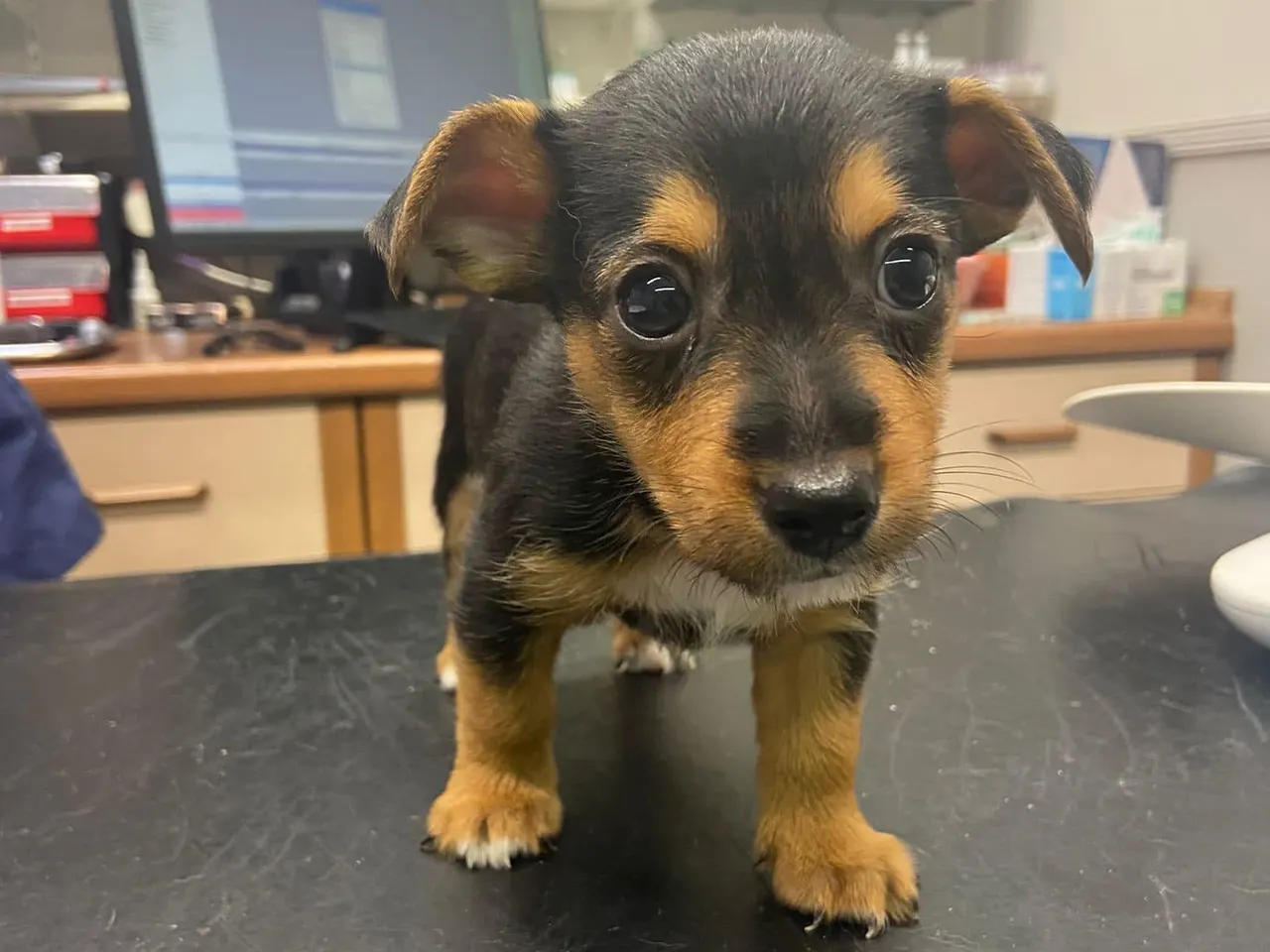 A puppy on the examination table at Wagtails