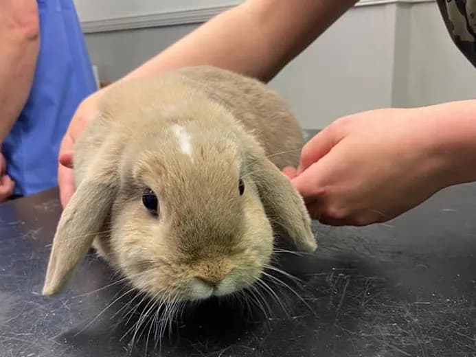 A lop-eared rabbit being examined at Wagtails