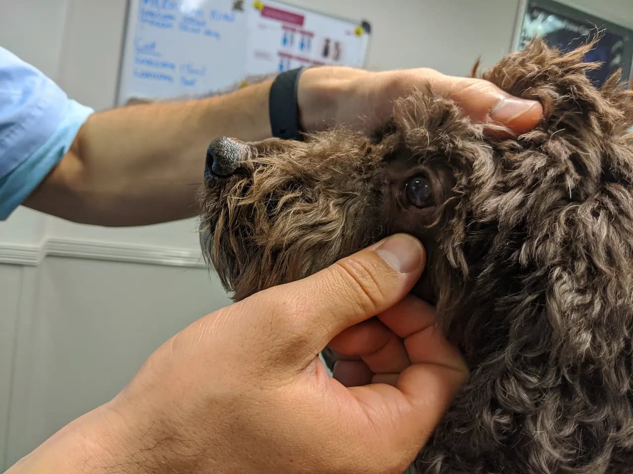 A pet being examined at Wagtails